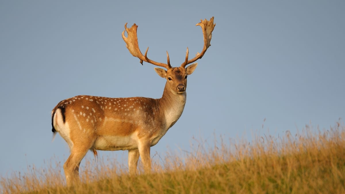 How to Grind Deer Meat
