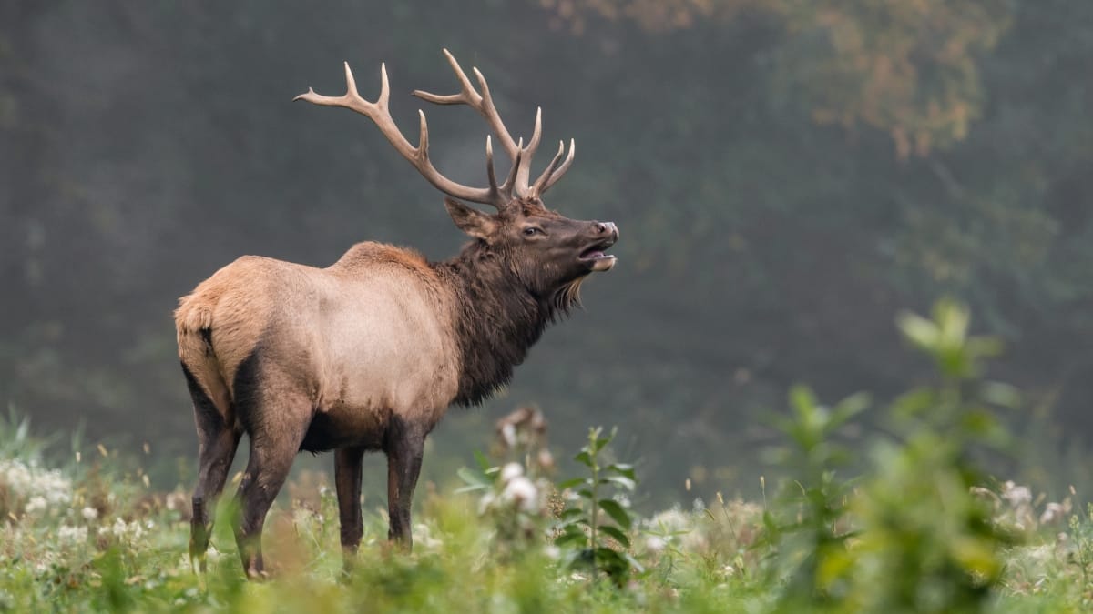 How to Grind Elk Meat