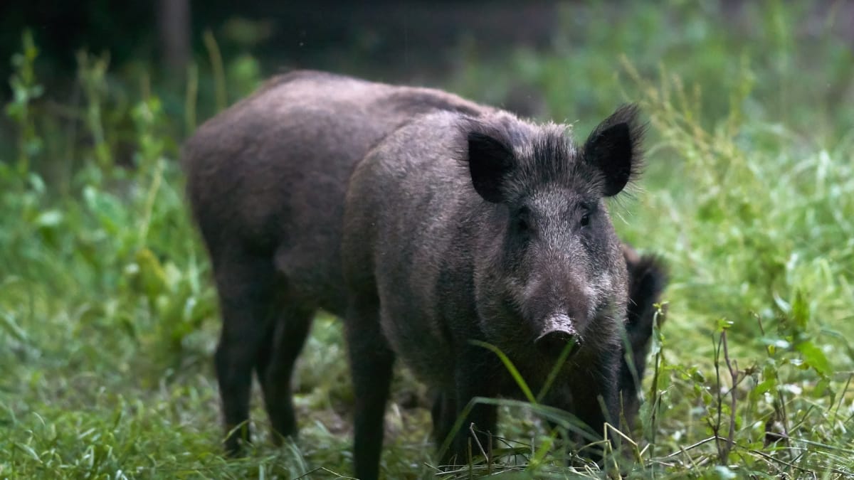How to Grind Wild Hog Meat