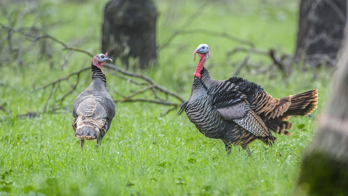 How to Grind Wild Turkey Meat